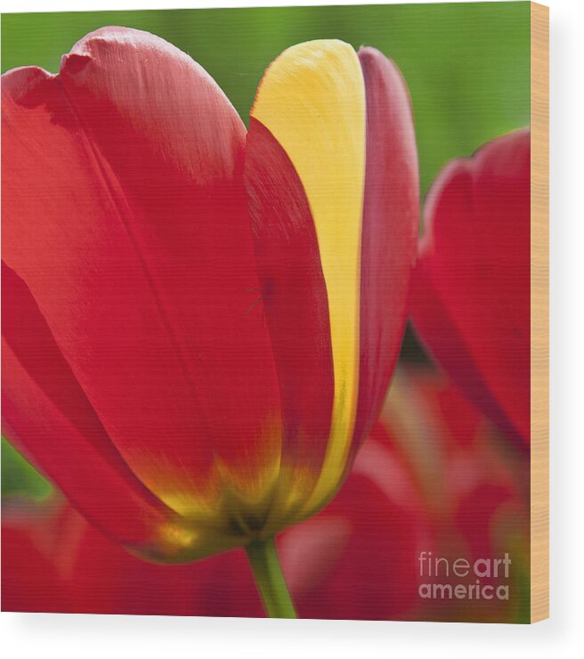 Tulip Wood Print featuring the photograph Red Tulips 1 by Heiko Koehrer-Wagner