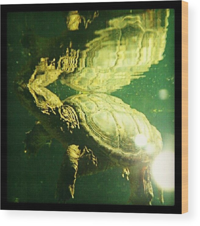 Tagstagram Wood Print featuring the photograph Reflections. Turtle! Turtle! by Mr. B