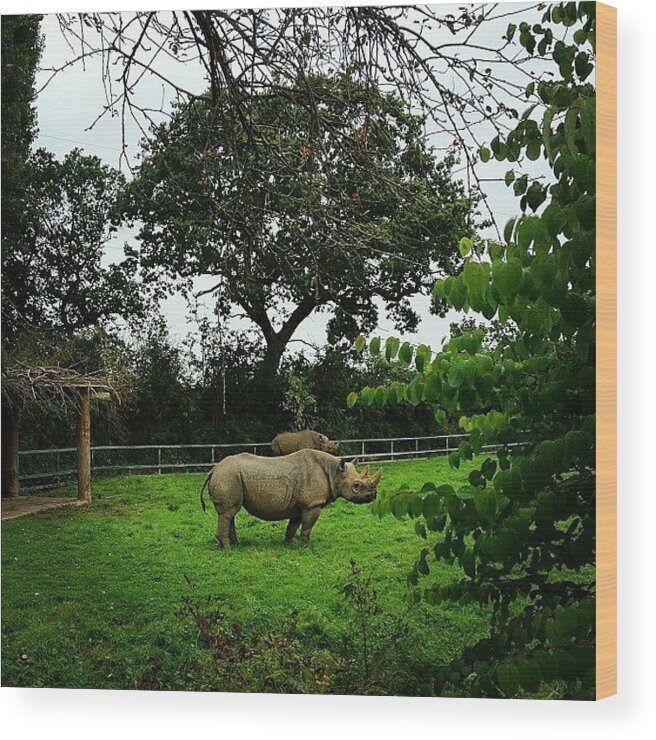 Instagram Wood Print featuring the photograph Rhino! 😏 #photooftheday by Ady Griggs