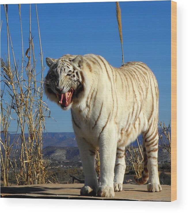 Tiger Wood Print featuring the photograph Roar by Kim Galluzzo Wozniak