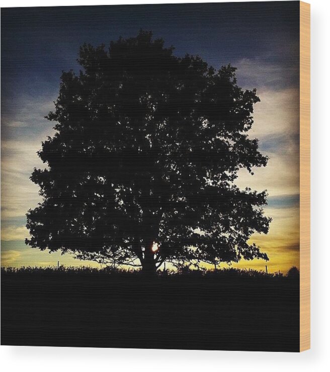Silhouette Wood Print featuring the photograph Roydon Common, Norfolk by Brett Starr