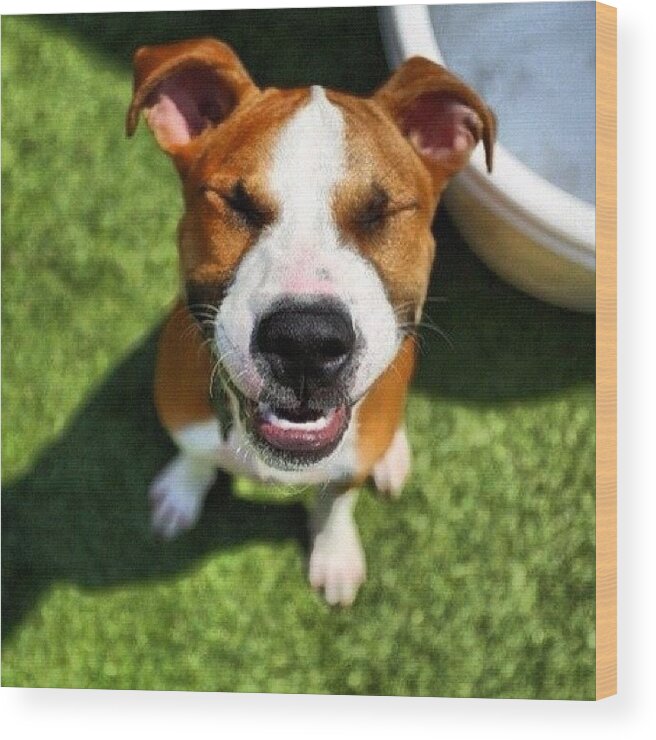  Wood Print featuring the photograph Say Cheese! Tweet Us Your Dogs On by Photos For Fido