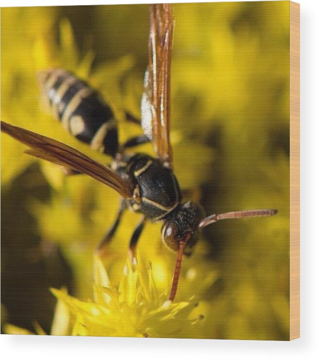 Macrogardener Wood Print featuring the photograph Sea Of Yellow by Gary Stasiuk