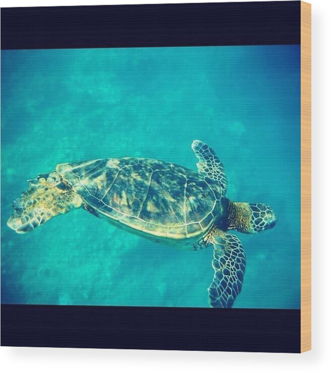 Maui Wood Print featuring the photograph Sea turtle in action by Kerri Lacey