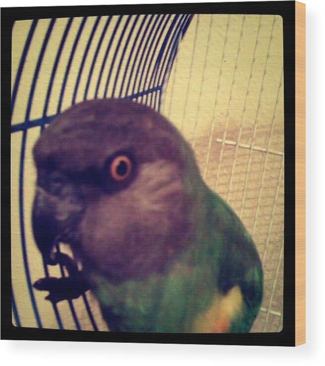 Senegalparrot Wood Print featuring the photograph #senegalparrot by Jamie H
