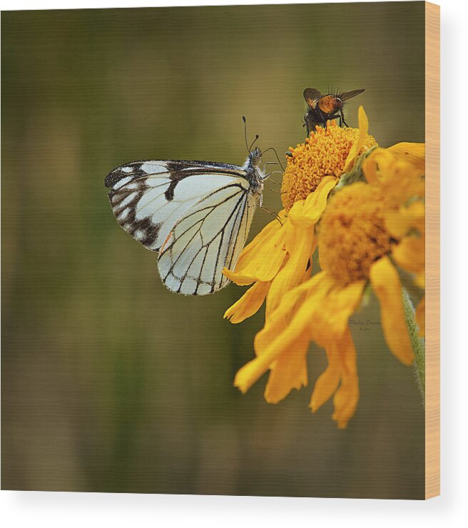 Butterfly Wood Print featuring the photograph Sharing by Phyllis Denton
