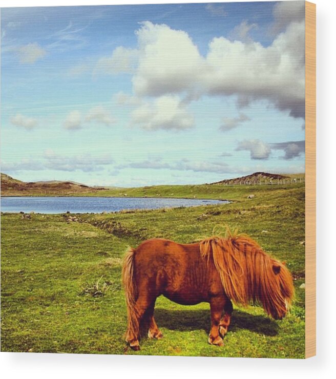 Shetland Wood Print featuring the photograph Shetland's Pony by Luisa Azzolini