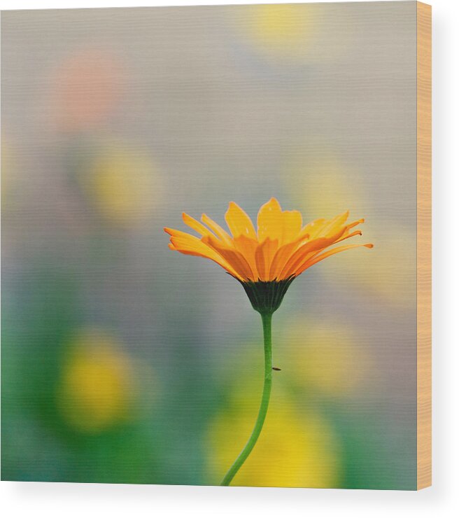 Wildflower Floral Yellow Tones Dof Bokeh Wood Print featuring the photograph Simplicity by Joel Olives