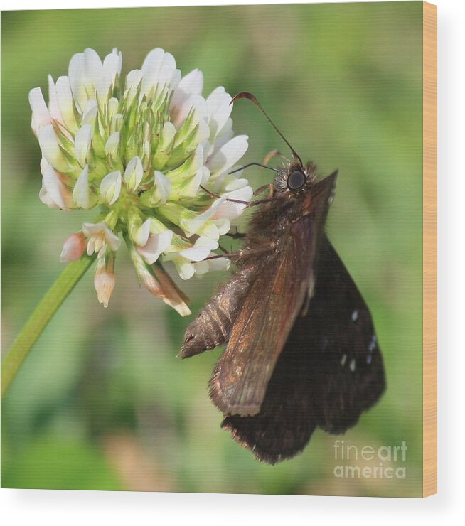 Nature Wood Print featuring the photograph Skipper on Clover Square by Carol Groenen