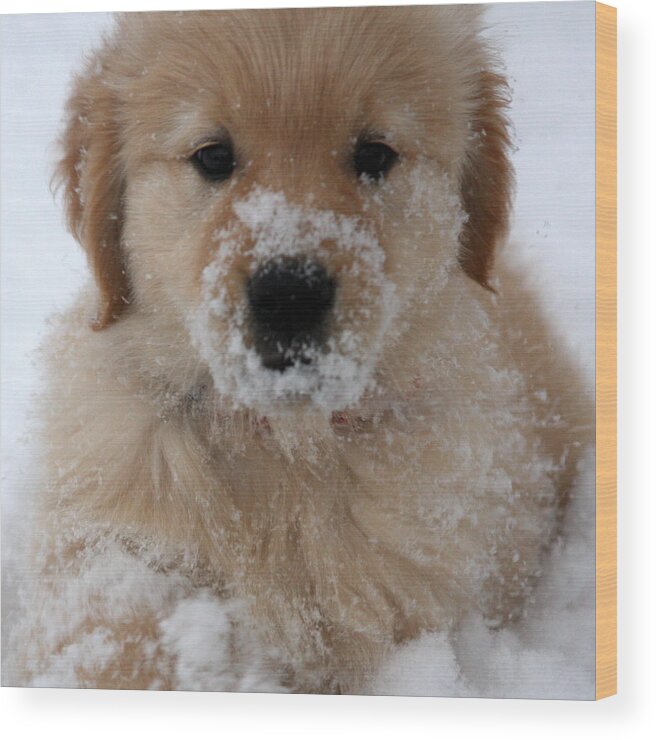 Golden Retriever Wood Print featuring the photograph Snow puppy by Marta Alfred