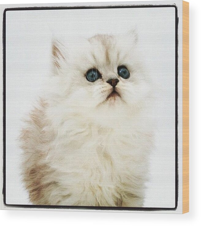 Beautiful Wood Print featuring the photograph So Cute!!! #cat #cats #beautiful #love by May Pinky ✨