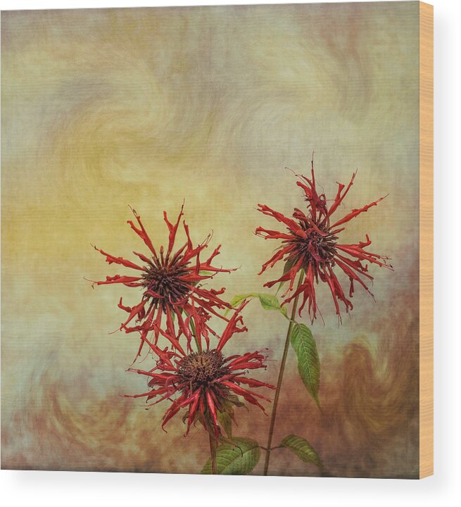 Floral Wood Print featuring the photograph Some Like it Hot by Robin-Lee Vieira