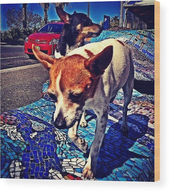Puppy Wood Print featuring the photograph Some Little Guard Dogs #bondi by Emily Hames