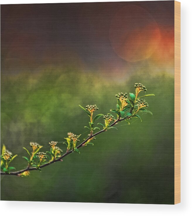 Spirea Wood Print featuring the photograph Spirea Sunset by Brenda Bryant