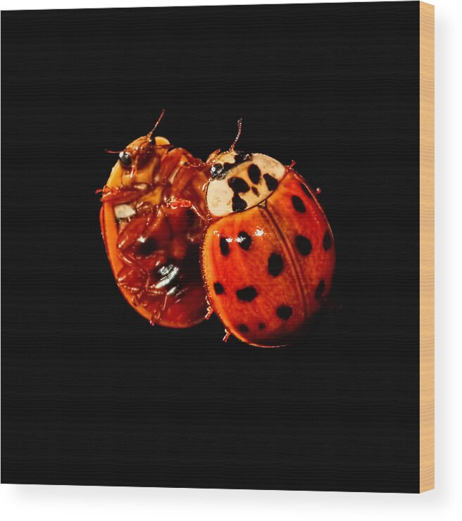 Ladybug Wood Print featuring the photograph Spotted Ladybug In Reflection by Tracie Schiebel