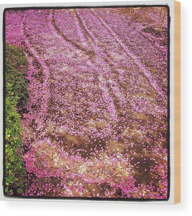 Beautiful Wood Print featuring the photograph #spring #hanami #flower #japan #sakura by Yutaka Sawada