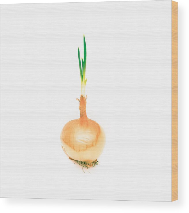 Allium Wood Print featuring the photograph Sprouting onion by Tom Gowanlock