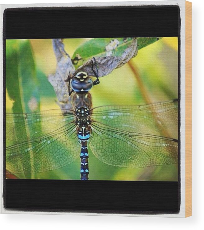 Summer Wood Print featuring the photograph Stained Glass Dragonfly #macro_gardener by Chris Barber