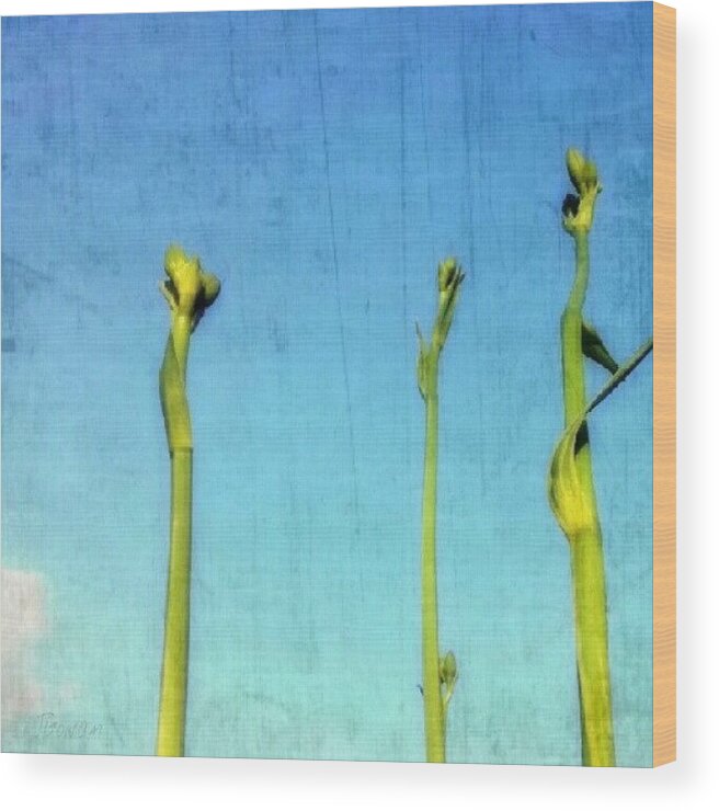 Clearsky Wood Print featuring the photograph #stems #stem #lily #buds #bud #tall by Jess Gowan