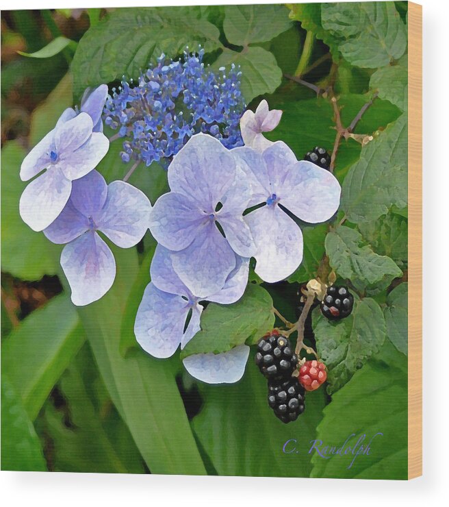 Blue Hydrangea Wood Print featuring the photograph Strange Bedfellows by Cheri Randolph