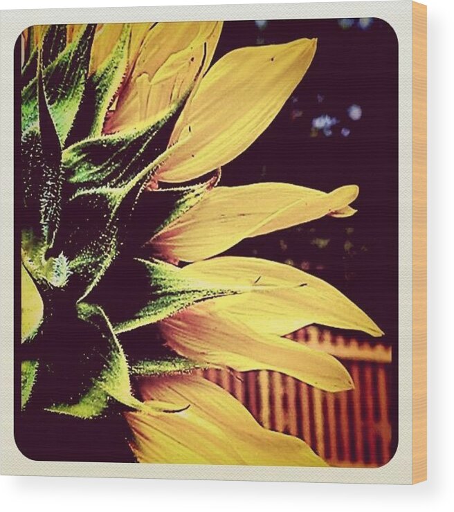 Beautiful Wood Print featuring the photograph #sun #flower #sunflower #yellow #green by Andrea Stocker
