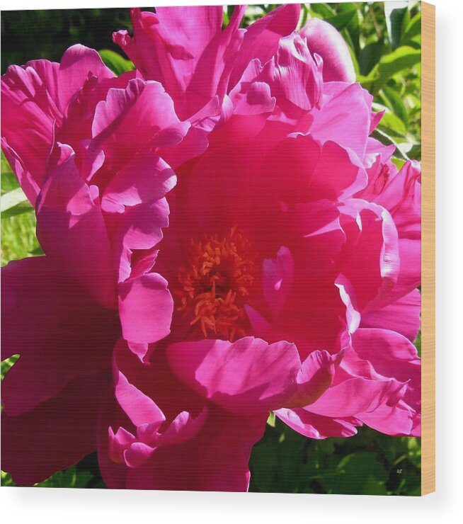 Peony Wood Print featuring the photograph Sundrenched Peony by Will Borden