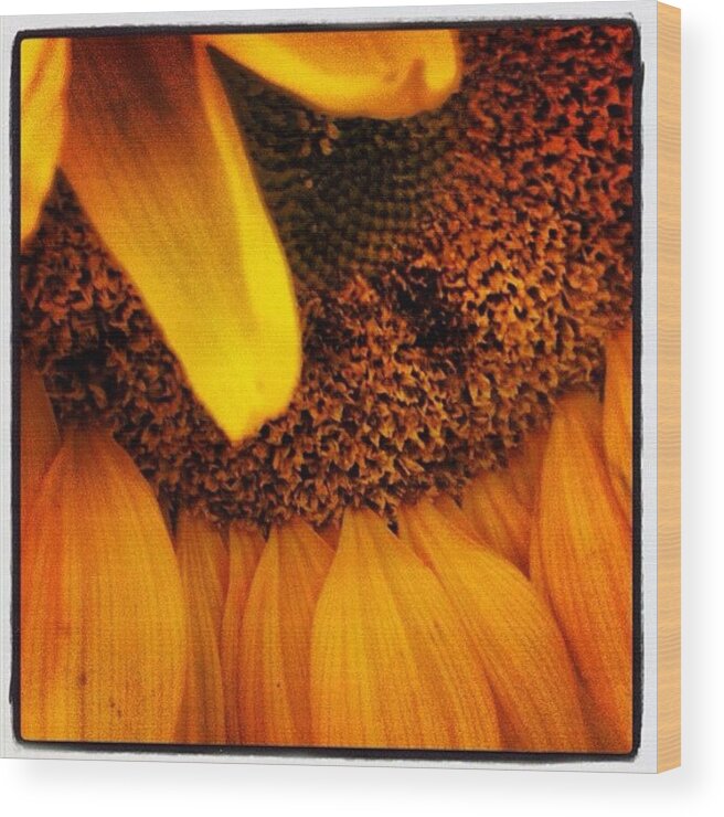  Wood Print featuring the photograph Sunflower by Lorelle Phoenix