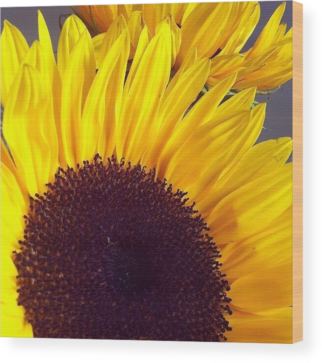 Flower Wood Print featuring the photograph Sunflowers by Cassie OToole