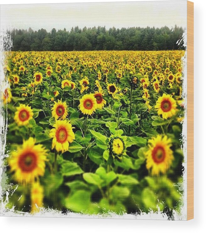 Summer Wood Print featuring the photograph Sunflowers! Pick One, If You Like by Urs Steiner
