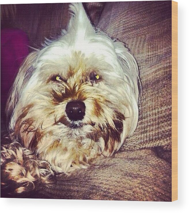 Petstagram Wood Print featuring the photograph Super Sweet Hair Do! by Lindi Morris