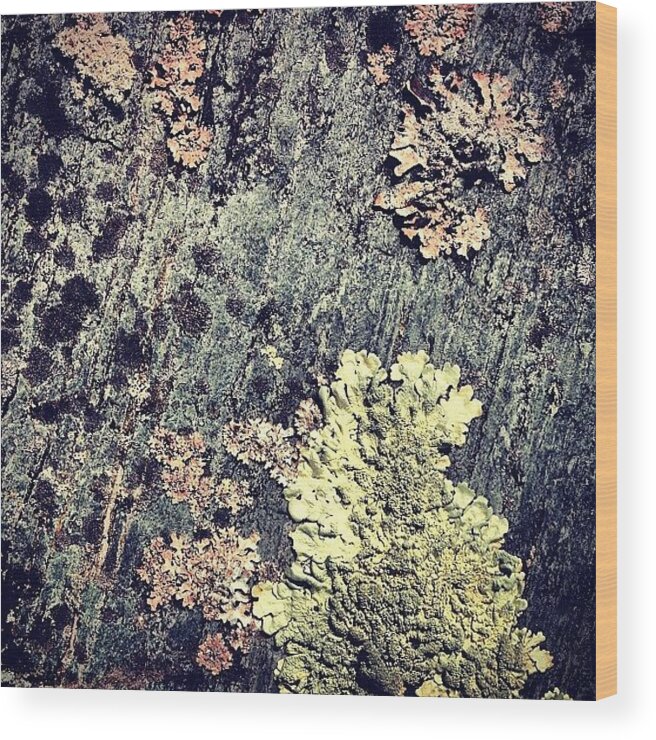 Top10 Wood Print featuring the photograph Talk About Texture! by Kiki Bird