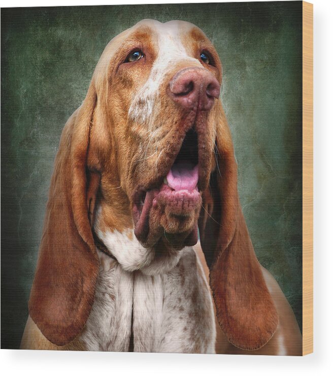 Tan Wood Print featuring the photograph Tan Hound Dog with Long Ears by Ethiriel Photography