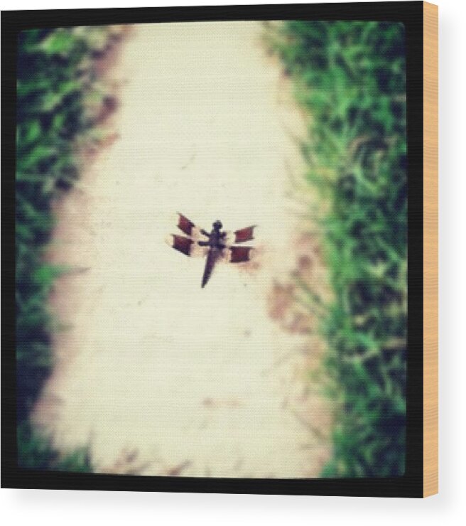  Wood Print featuring the photograph Texas Dragonfly by Dana Coplin