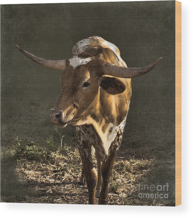Texas Longhorn Wood Print featuring the photograph Texas Longhorn # 4 by Betty LaRue