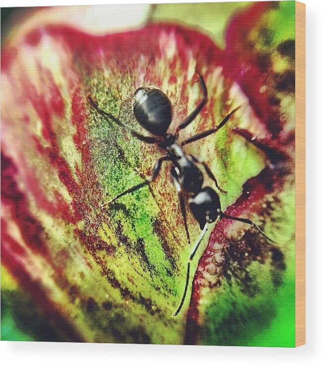 Canada Wood Print featuring the photograph The Ants Have Arrived by Christopher Campbell