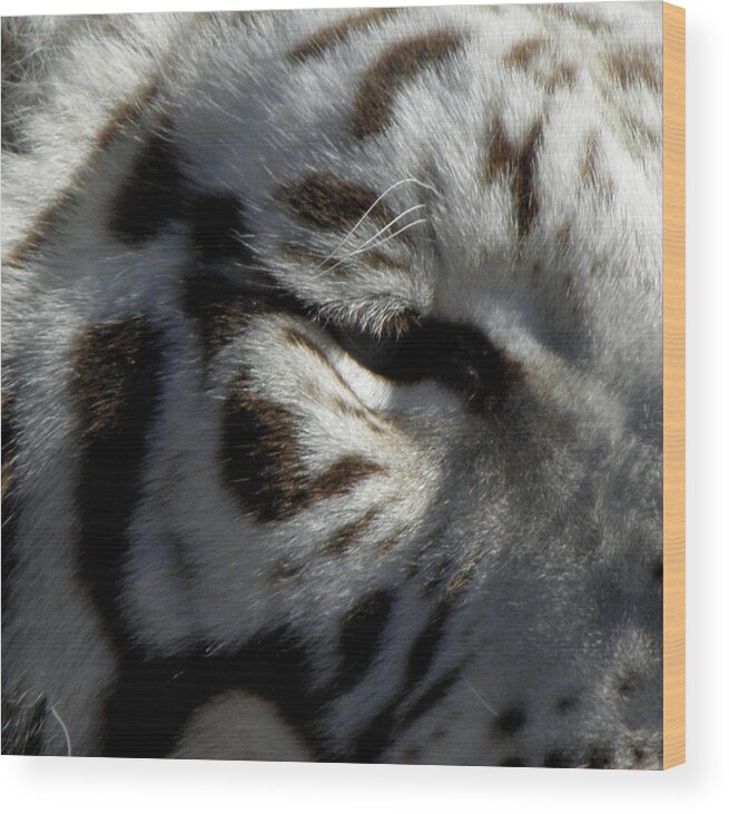 Eye Wood Print featuring the photograph The Eye Of The Tiger by Kim Galluzzo