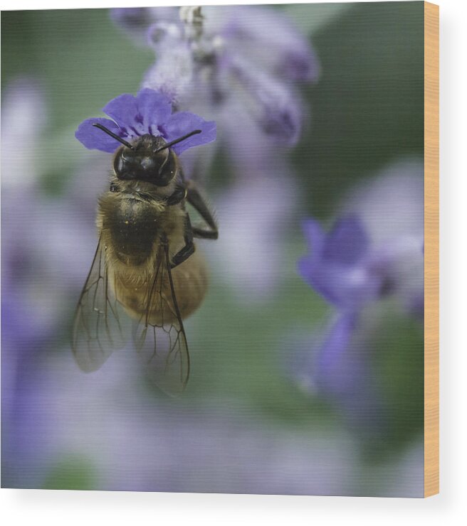 Bee Wood Print featuring the photograph The Gatherer by Kate Hannon