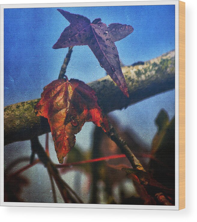 Autumn Leaves Wood Print featuring the photograph The Last Pair by Bonnie Bruno
