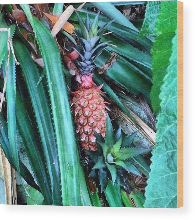 Fruit Wood Print featuring the photograph This Pineapple Is Sprouting From The by Linda Brown