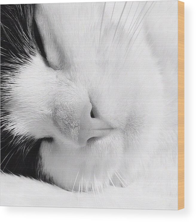 Cats Wood Print featuring the photograph Tier Sleeping by Rachel Williams