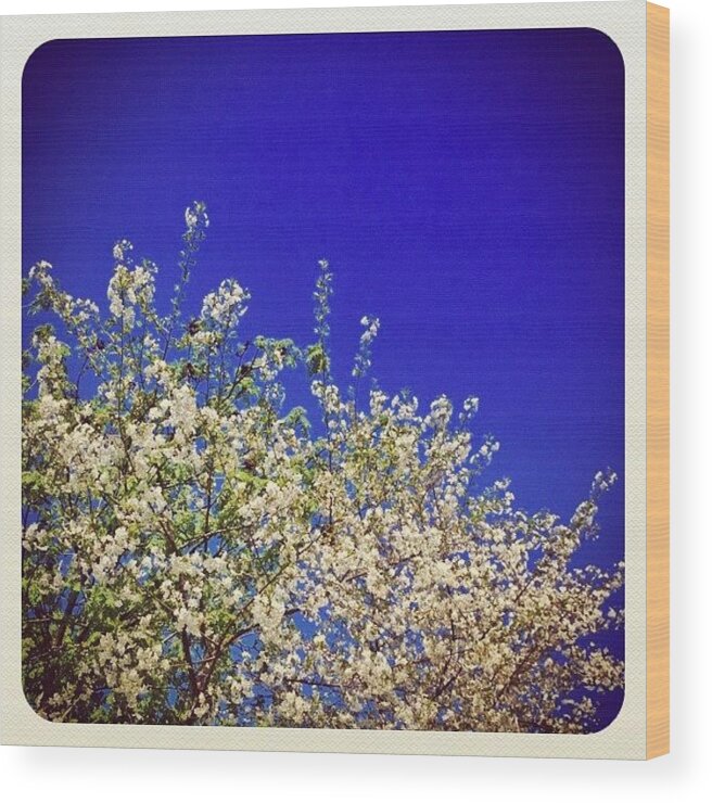 Spring Wood Print featuring the photograph Today,over My. #snapseed #spring by Grigorii Arzhanykh