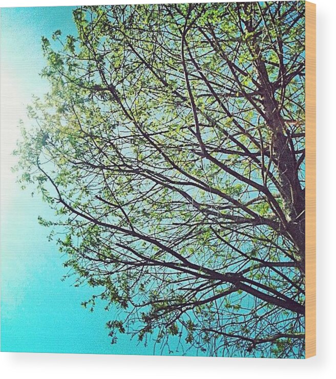 Beautiful Wood Print featuring the photograph #tree #sun #beautiful #godsbeauty #ig by Seth Stringer