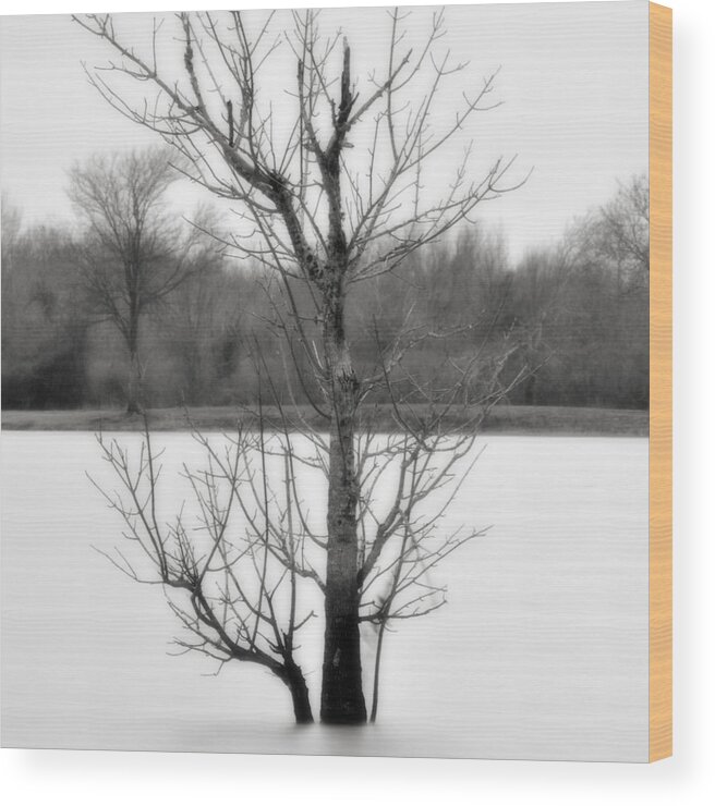 Landscape Wood Print featuring the photograph Trees In The Mist 1 by Jonathan Garrett