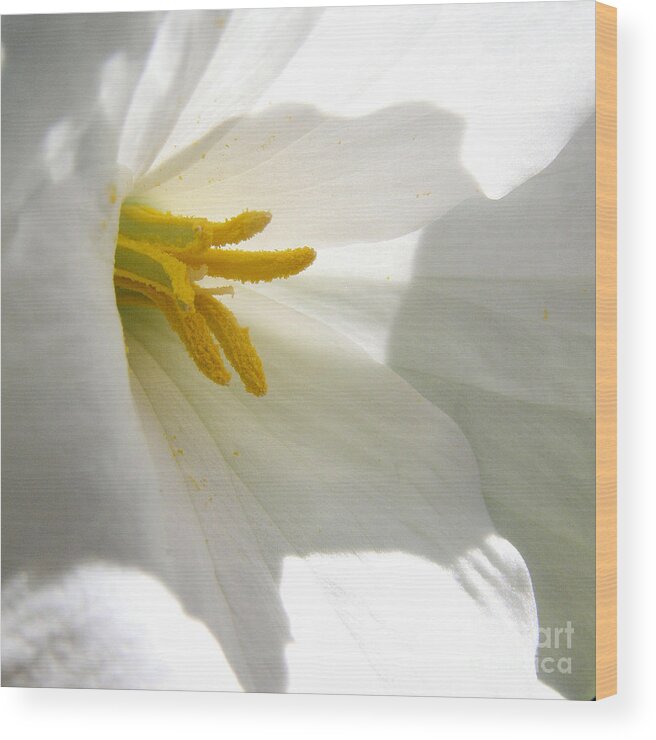 Trillium Wood Print featuring the photograph Trillium by Angie Rea