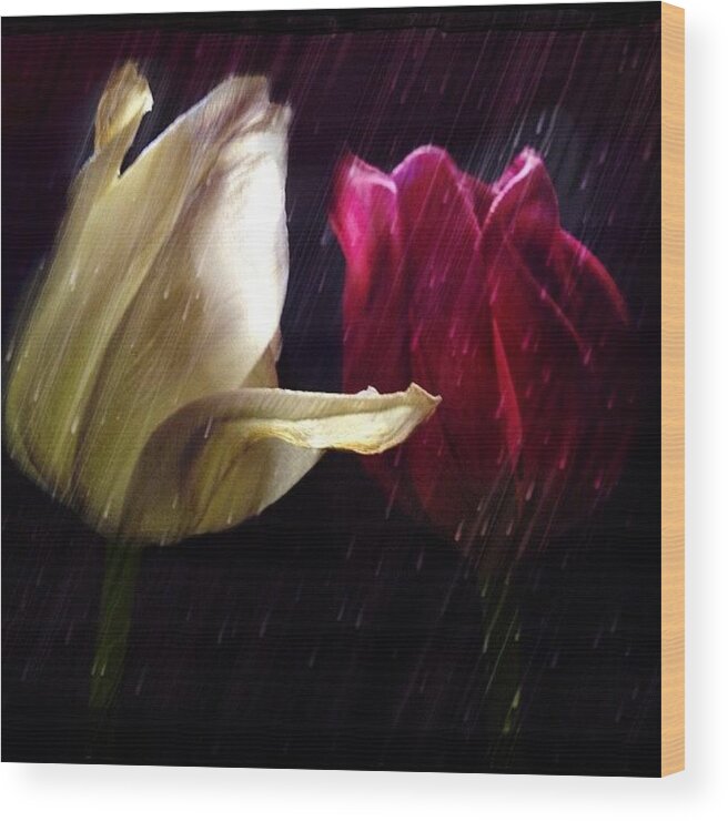 Photograph Wood Print featuring the photograph Tulips In The Rain by Paul Cutright