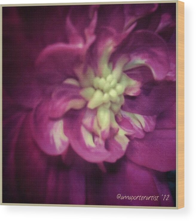 Beautiful Wood Print featuring the photograph Twilight Rose #art #flowerart #roseart by Anna Porter