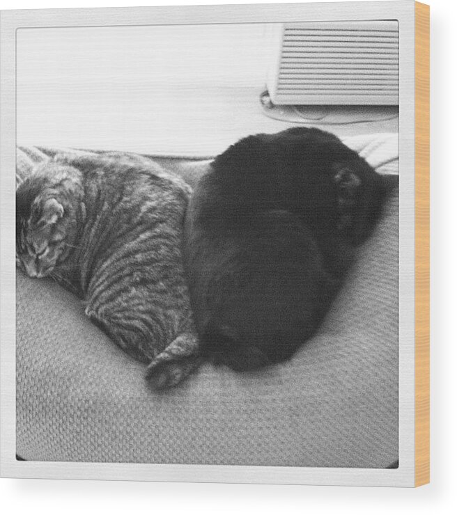 Cats Wood Print featuring the photograph Two Halves Make A Whole by Rose Champagne