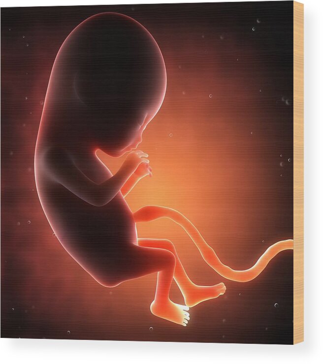 Artwork Wood Print featuring the photograph Two Month Old Foetus, Artwork by Sciepro