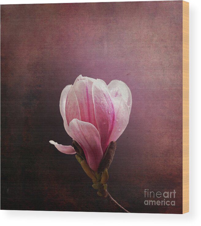 Bud Wood Print featuring the photograph Vintage Magnolia by Jane Rix