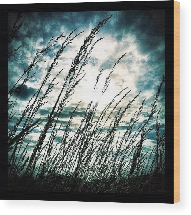 Botany Wood Print featuring the photograph Wasteland by Mark B